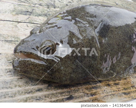 我釣到了一條野生比目魚。 我釣到了一條野生比目魚。 141364364