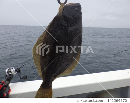 我釣到了一條野生比目魚。 141364370