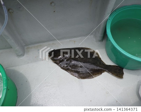 我釣到了一條野生比目魚。 我釣到了一條野生比目魚。 141364371
