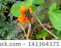 Insect: (Marigold): Milne's dragonfly, Order Odonata, Suborder Odonata, Family Aeshnidae, Subfamily Aeshninae Insect: (Marigold): Milne's dragonfly, Order Odonata, Suborder Odonata, Family Aeshnidae, Subfamily Aeshninae 141364375