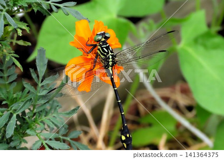 Insect: (Marigold): Milne's dragonfly, Order Odonata, Suborder Odonata, Family Aeshnidae, Subfamily Aeshninae Insect: (Marigold): Milne's dragonfly, Order Odonata, Suborder Odonata, Family Aeshnidae, Subfamily Aeshninae 141364375