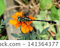 Insect: (Marigold): Milne's dragonfly, Order Odonata, Suborder Odonata, Family Aeshnidae, Subfamily Aeshninae Insect: (Marigold): Milne's dragonfly, Order Odonata, Suborder Odonata, Family Aeshnidae, Subfamily Aeshninae 141364377