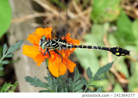 Insect: (Marigold): Milne's dragonfly, Order Odonata, Suborder Odonata, Family Aeshnidae, Subfamily Aeshninae Insect: (Marigold): Milne's dragonfly, Order Odonata, Suborder Odonata, Family Aeshnidae, Subfamily Aeshninae 141364377