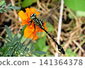 Insect: (Marigold): Milne's dragonfly, Order Odonata, Suborder Odonata, Family Aeshnidae, Subfamily Aeshninae Insect: (Marigold): Milne's dragonfly, Order Odonata, Suborder Odonata, Family Aeshnidae, Subfamily Aeshninae 141364378