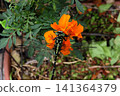 Insect: (Marigold): Milne's dragonfly, Order Odonata, Suborder Odonata, Family Aeshnidae, Subfamily Aeshninae Insect: (Marigold): Milne's dragonfly, Order Odonata, Suborder Odonata, Family Aeshnidae, Subfamily Aeshninae 141364379