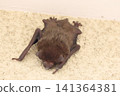Japanese house bat (Pipistrellus spp.) Size: Body length 4-6 cm, weight 5-10 grams. Japanese house bat (Pipistrellus spp.) Size: Body length 4-6 cm, weight 5-10 grams. 141364381