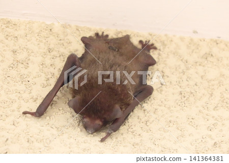 Japanese house bat (Pipistrellus spp.) Size: Body length 4-6 cm, weight 5-10 grams. Japanese house bat (Pipistrellus spp.) Size: Body length 4-6 cm, weight 5-10 grams. 141364381