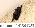 Japanese house bat (Pipistrellus spp.) Size: Body length 4-6 cm, weight 5-10 grams. Japanese house bat (Pipistrellus spp.) Size: Body length 4-6 cm, weight 5-10 grams. 141364383