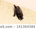 Japanese house bat (Pipistrellus spp.) Size: Body length 4-6 cm, weight 5-10 grams. Japanese house bat (Pipistrellus spp.) Size: Body length 4-6 cm, weight 5-10 grams. 141364384
