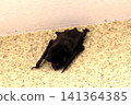 Japanese house bat (Pipistrellus spp.) Size: Body length 4-6 cm, weight 5-10 grams. Japanese house bat (Pipistrellus spp.) Size: Body length 4-6 cm, weight 5-10 grams. 141364385
