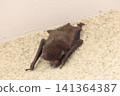 Japanese house bat (Pipistrellus spp.) Size: Body length 4-6 cm, weight 5-10 grams. Japanese house bat (Pipistrellus spp.) Size: Body length 4-6 cm, weight 5-10 grams. 141364387