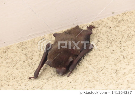 Japanese house bat (Pipistrellus spp.) Size: Body length 4-6 cm, weight 5-10 grams. Japanese house bat (Pipistrellus spp.) Size: Body length 4-6 cm, weight 5-10 grams. 141364387