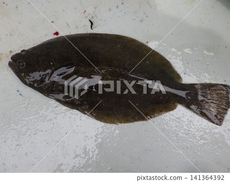 A wild flounder that was caught A wild flounder that was caught 141364392