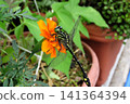 Insect: (Marigold): Milne's dragonfly, Order Odonata, Suborder Odonata, Family Aeshnidae, Subfamily Aeshninae Insect: (Marigold): Milne's dragonfly, Order Odonata, Suborder Odonata, Family Aeshnidae, Subfamily Aeshninae 141364394