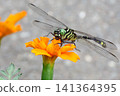Insect: (Marigold): Milne's dragonfly, Order Odonata, Suborder Odonata, Family Aeshnidae, Subfamily Aeshninae Insect: (Marigold): Milne's dragonfly, Order Odonata, Suborder Odonata, Family Aeshnidae, Subfamily Aeshninae 141364395