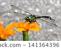 Insect: (Marigold): Milne's dragonfly, Order Odonata, Suborder Odonata, Family Aeshnidae, Subfamily Aeshninae Insect: (Marigold): Milne's dragonfly, Order Odonata, Suborder Odonata, Family Aeshnidae, Subfamily Aeshninae 141364396