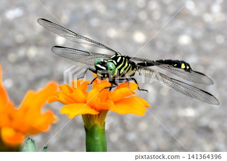 Insect: (Marigold): Milne's dragonfly, Order Odonata, Suborder Odonata, Family Aeshnidae, Subfamily Aeshninae Insect: (Marigold): Milne's dragonfly, Order Odonata, Suborder Odonata, Family Aeshnidae, Subfamily Aeshninae 141364396
