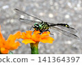 Insect: (Marigold): Milne's dragonfly, Order Odonata, Suborder Odonata, Family Aeshnidae, Subfamily Aeshninae Insect: (Marigold): Milne's dragonfly, Order Odonata, Suborder Odonata, Family Aeshnidae, Subfamily Aeshninae 141364397
