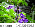 Insect (Duranta flower): Aeshnidae (Dragonfly) Order: Odonata, Suborder: Odonata, Family: Aeshnidae, Subfamily: Aeshninae Insect (Duranta flower): Aeshnidae (Dragonfly) Order: Odonata, Suborder: Odonata, Family: Aeshnidae, Subfamily: Aeshninae 141364398