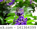 Insect (Duranta flower): Aeshnidae (Dragonfly) Order: Odonata, Suborder: Odonata, Family: Aeshnidae, Subfamily: Aeshninae Insect (Duranta flower): Aeshnidae (Dragonfly) Order: Odonata, Suborder: Odonata, Family: Aeshnidae, Subfamily: Aeshninae 141364399