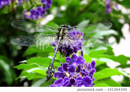 Insect (Duranta flower): Aeshnidae (Dragonfly) Order: Odonata, Suborder: Odonata, Family: Aeshnidae, Subfamily: Aeshninae Insect (Duranta flower): Aeshnidae (Dragonfly) Order: Odonata, Suborder: Odonata, Family: Aeshnidae, Subfamily: Aeshninae 141364399