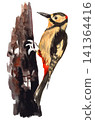 A Great Spotted Woodpecker painted in watercolor (26719 pixels) 141364416