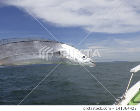 The hairtail that was caught The hairtail that was caught 141364422
