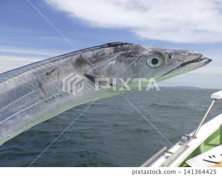 The hairtail that was caught The hairtail that was caught 141364425