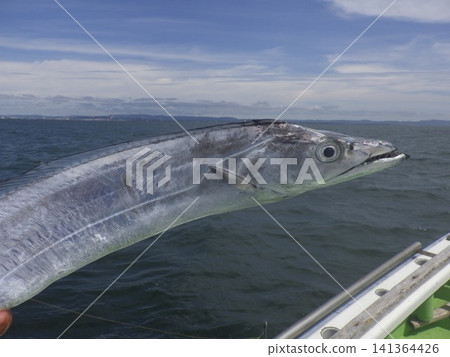 The hairtail that was caught The hairtail that was caught 141364426