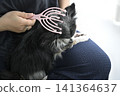 一隻喜歡按摩的吉娃娃幼犬。 一隻喜歡按摩的吉娃娃幼犬。 141364637