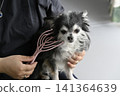 一隻喜歡按摩的吉娃娃幼犬。 一隻喜歡按摩的吉娃娃幼犬。 141364639
