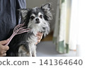 一隻喜歡按摩的吉娃娃幼犬。 一隻喜歡按摩的吉娃娃幼犬。 141364640