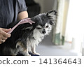 一隻喜歡按摩的吉娃娃幼犬。 一隻喜歡按摩的吉娃娃幼犬。 141364643