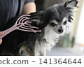 一隻喜歡按摩的吉娃娃幼犬。 一隻喜歡按摩的吉娃娃幼犬。 141364644