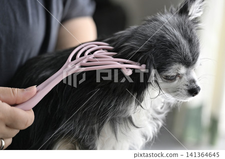 A Chihuahua puppy who loves massages. A Chihuahua puppy who loves massages. 141364645