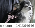 一隻喜歡按摩的吉娃娃幼犬。 一隻喜歡按摩的吉娃娃幼犬。 141364646