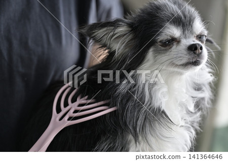 A Chihuahua puppy who loves massages. A Chihuahua puppy who loves massages. 141364646