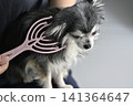 一隻喜歡按摩的吉娃娃幼犬。 一隻喜歡按摩的吉娃娃幼犬。 141364647