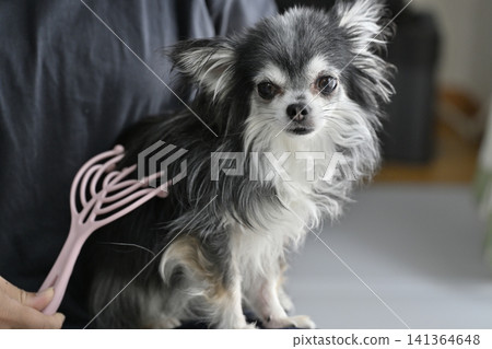 A Chihuahua puppy who loves massages. A Chihuahua puppy who loves massages. 141364648