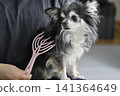 一隻喜歡按摩的吉娃娃幼犬。 一隻喜歡按摩的吉娃娃幼犬。 141364649
