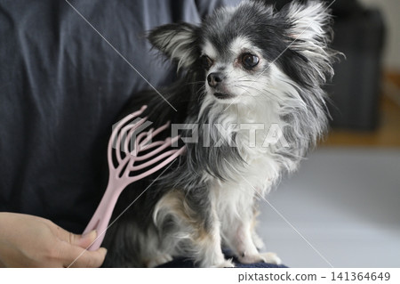 A Chihuahua puppy who loves massages. A Chihuahua puppy who loves massages. 141364649
