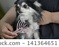 一隻喜歡按摩的吉娃娃幼犬。 一隻喜歡按摩的吉娃娃幼犬。 141364651