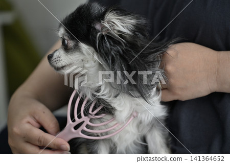 一隻喜歡按摩的吉娃娃幼犬。 141364652