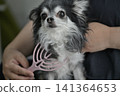 一隻喜歡按摩的吉娃娃幼犬。 一隻喜歡按摩的吉娃娃幼犬。 141364653