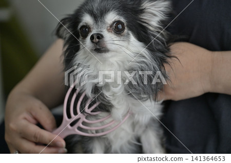 一隻喜歡按摩的吉娃娃幼犬。 一隻喜歡按摩的吉娃娃幼犬。 141364653