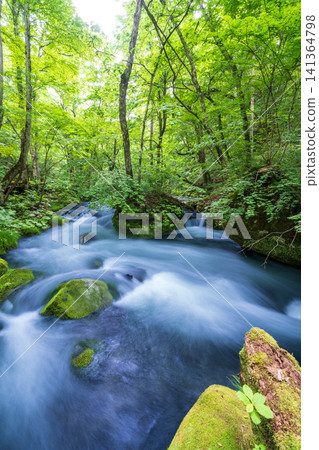 Aomori Prefecture: The breathtaking scenery of the Oirase Gorge in fresh greenery, Towada City Aomori Prefecture: The breathtaking scenery of the Oirase Gorge in fresh greenery, Towada City 141364798