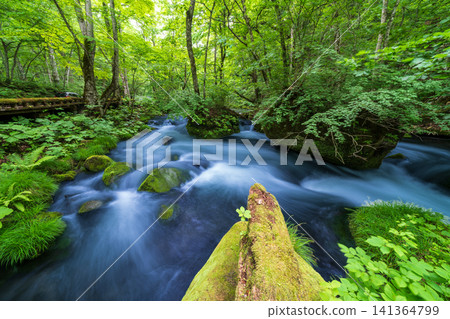 Aomori Prefecture: The breathtaking scenery of the Oirase Gorge in fresh greenery, Towada City Aomori Prefecture: The breathtaking scenery of the Oirase Gorge in fresh greenery, Towada City 141364799