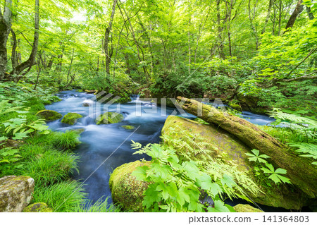 Aomori Prefecture: The breathtaking scenery of the Oirase Gorge in fresh greenery, Towada City Aomori Prefecture: The breathtaking scenery of the Oirase Gorge in fresh greenery, Towada City 141364803