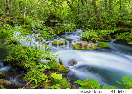 Aomori Prefecture: The breathtaking scenery of the Oirase Gorge in fresh greenery, Towada City Aomori Prefecture: The breathtaking scenery of the Oirase Gorge in fresh greenery, Towada City 141364814