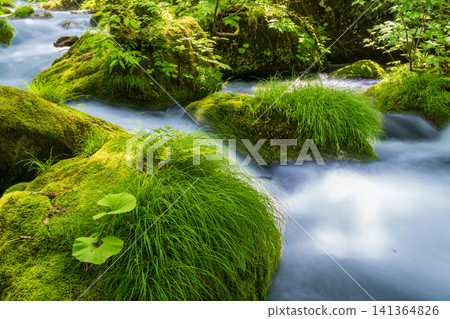Aomori Prefecture: The breathtaking scenery of the Oirase Gorge in fresh greenery, Towada City 141364826